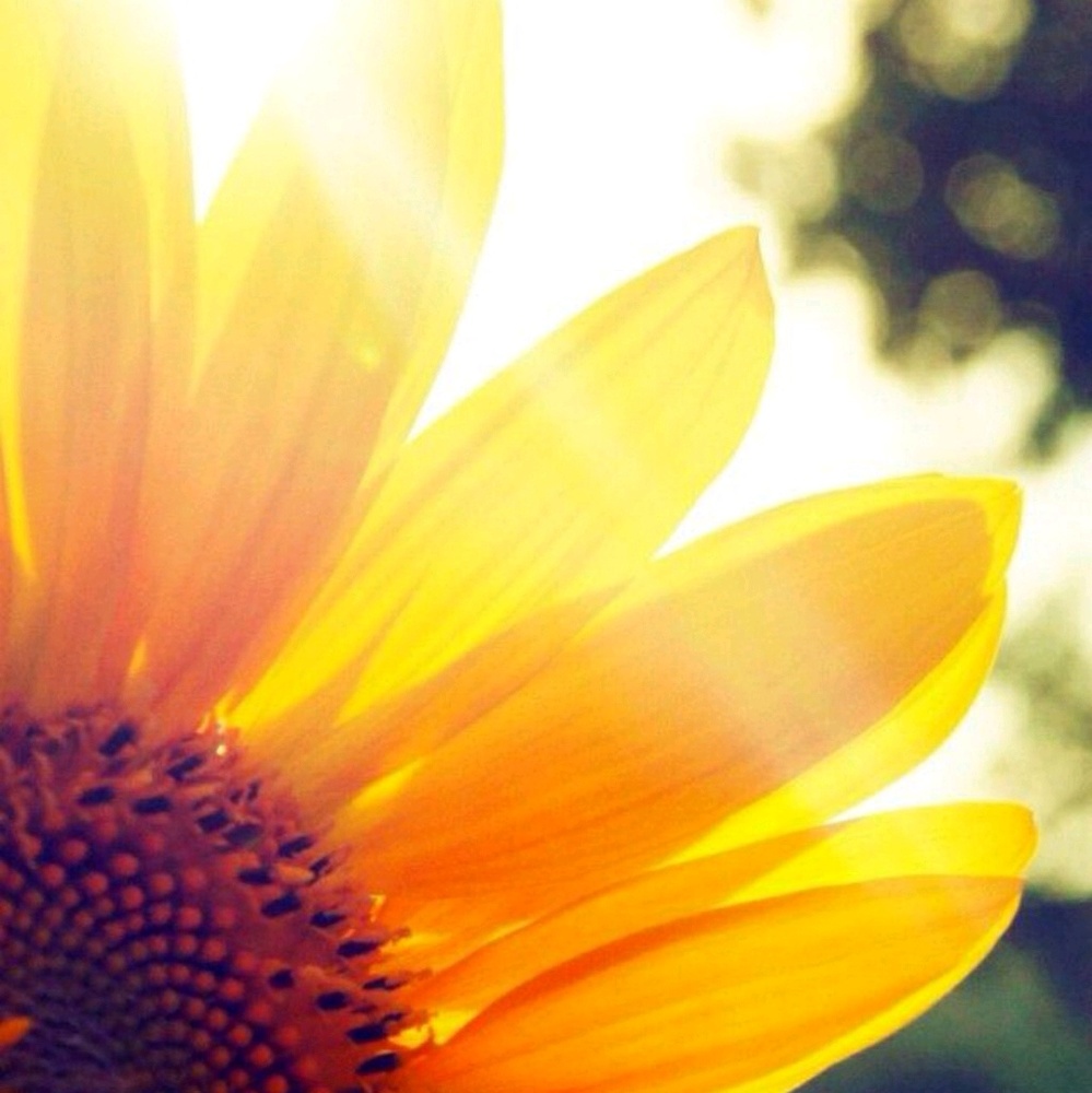 Meet your Posher, Lexi